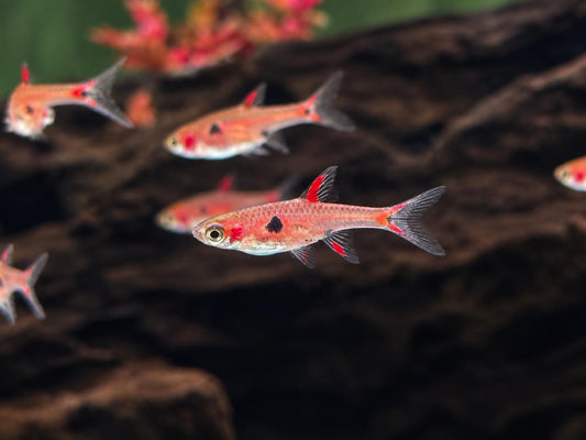 Zwergbärbling Boraras maculatus