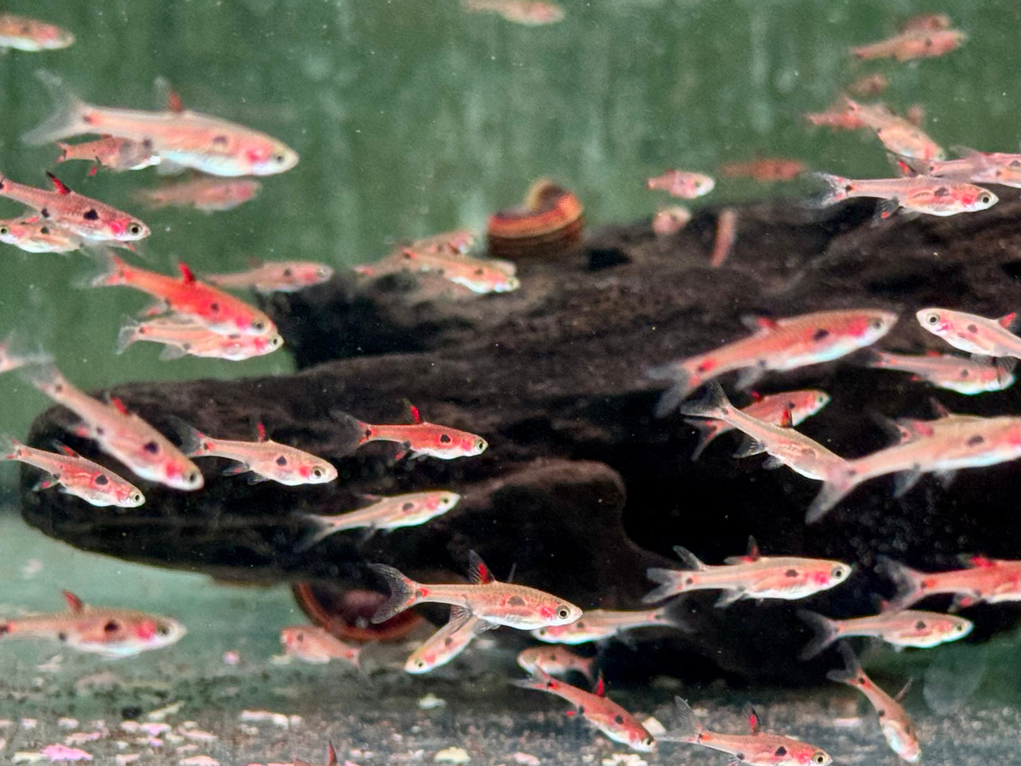 Zwergbärbling Boraras maculatus