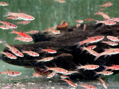 Zwergbärbling Boraras maculatus