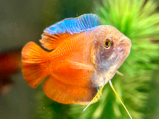 Zwergfadenfisch rot Colisa lalia