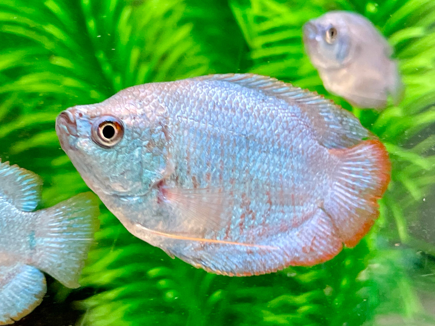 Zwergfadenfisch Kobalt blau Colisa lalia