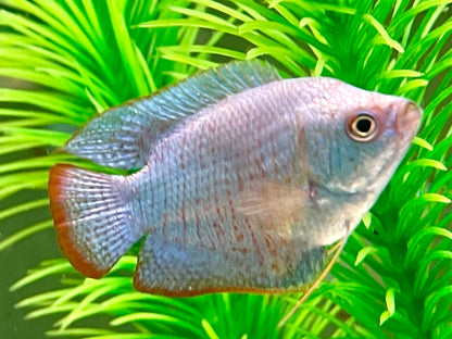Zwergfadenfisch Kobalt blau Colisa lalia