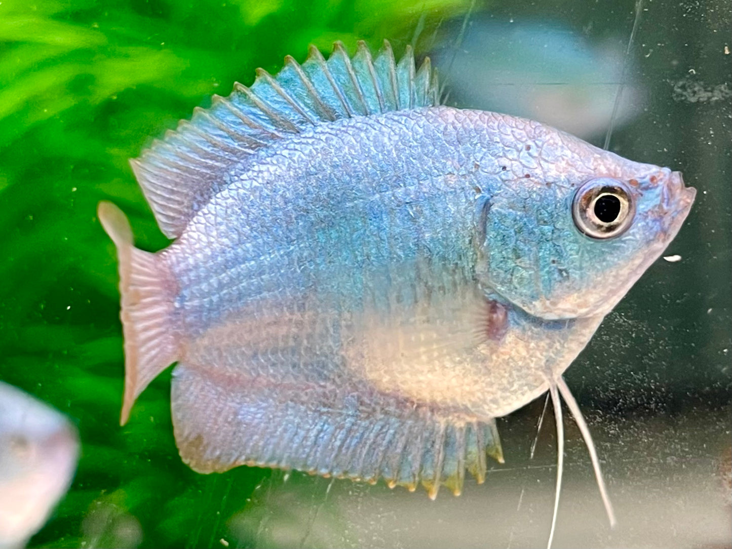 Zwergfadenfisch Kobalt blau Colisa lalia