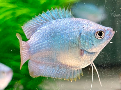 Zwergfadenfisch Kobalt blau Colisa lalia