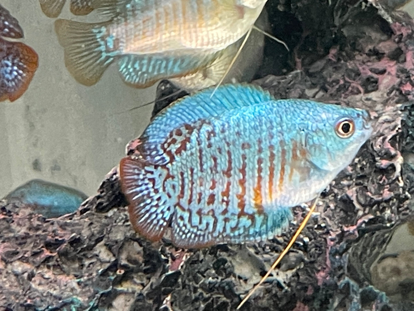 Zwergfadenfisch Rainbow blau Colisa lalia