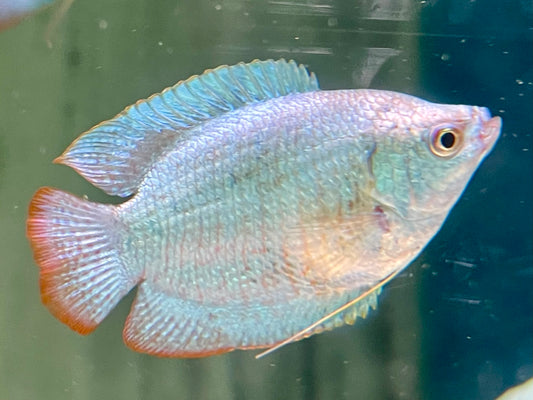 Zwergfadenfisch Kobalt blau Colisa lalia