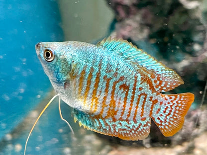 Zwergfadenfisch Rainbow blau Colisa lalia
