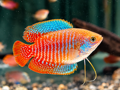 Zwergfadenfisch natur Colisa lalia