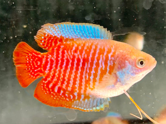 Zwergfadenfisch natur Colisa lalia