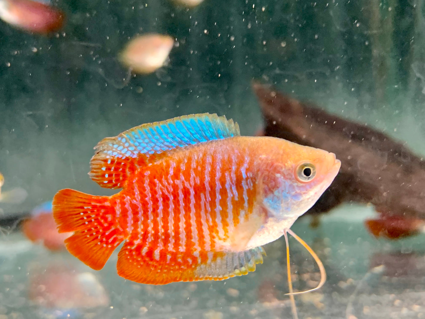 Zwergfadenfisch natur Colisa lalia
