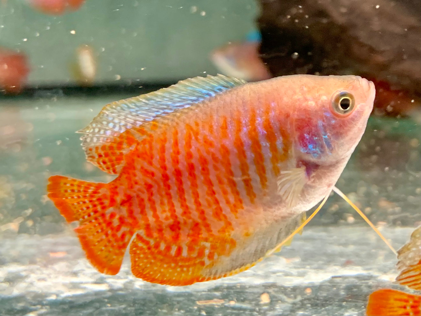 Zwergfadenfisch natur Colisa lalia