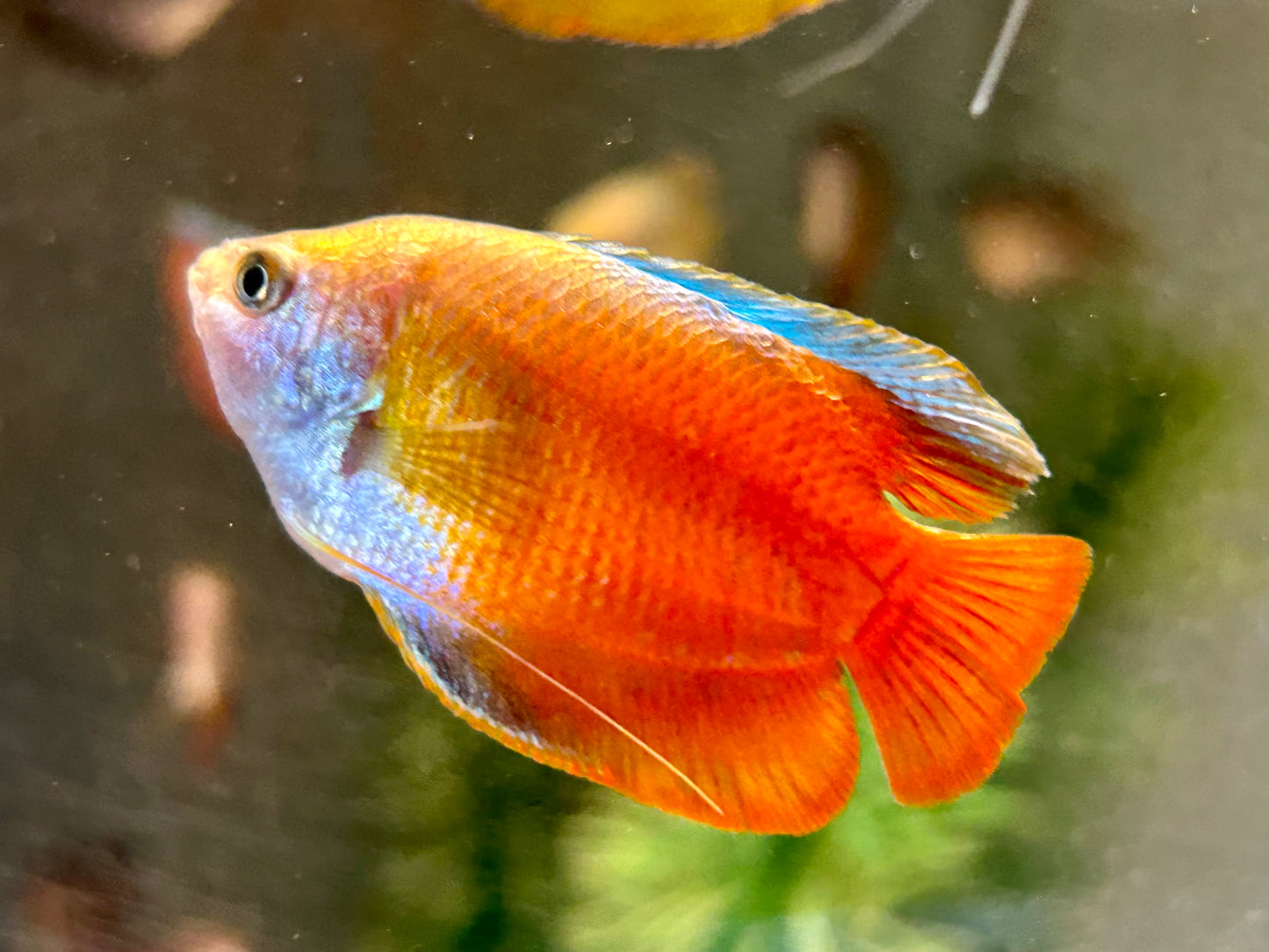 Zwergfadenfisch rot Colisa lalia