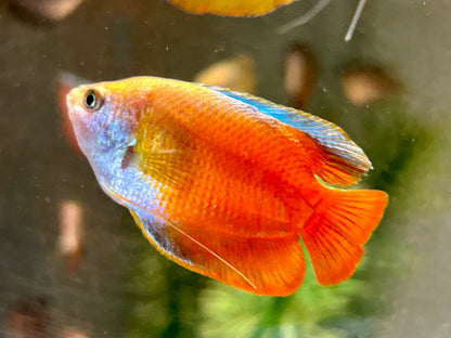 Zwergfadenfisch rot Colisa lalia