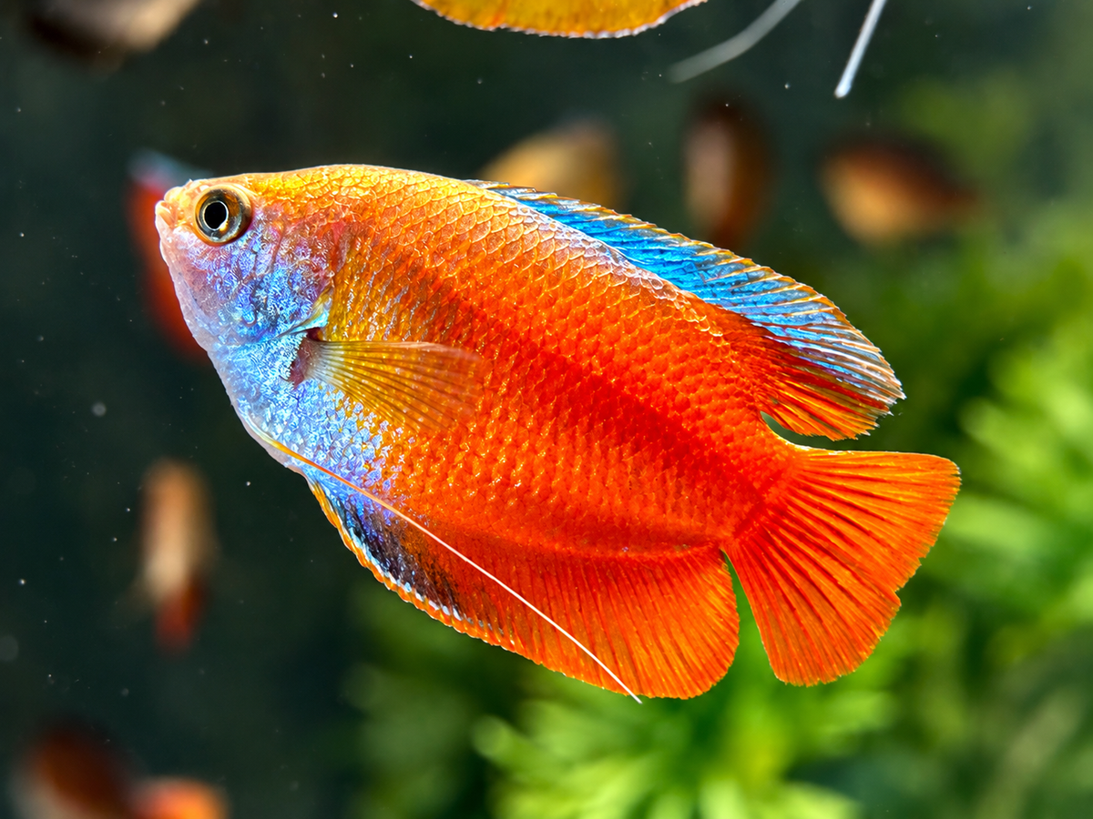 Zwergfadenfisch rot Colisa lalia
