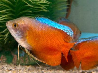 Zwergfadenfisch rot Colisa lalia