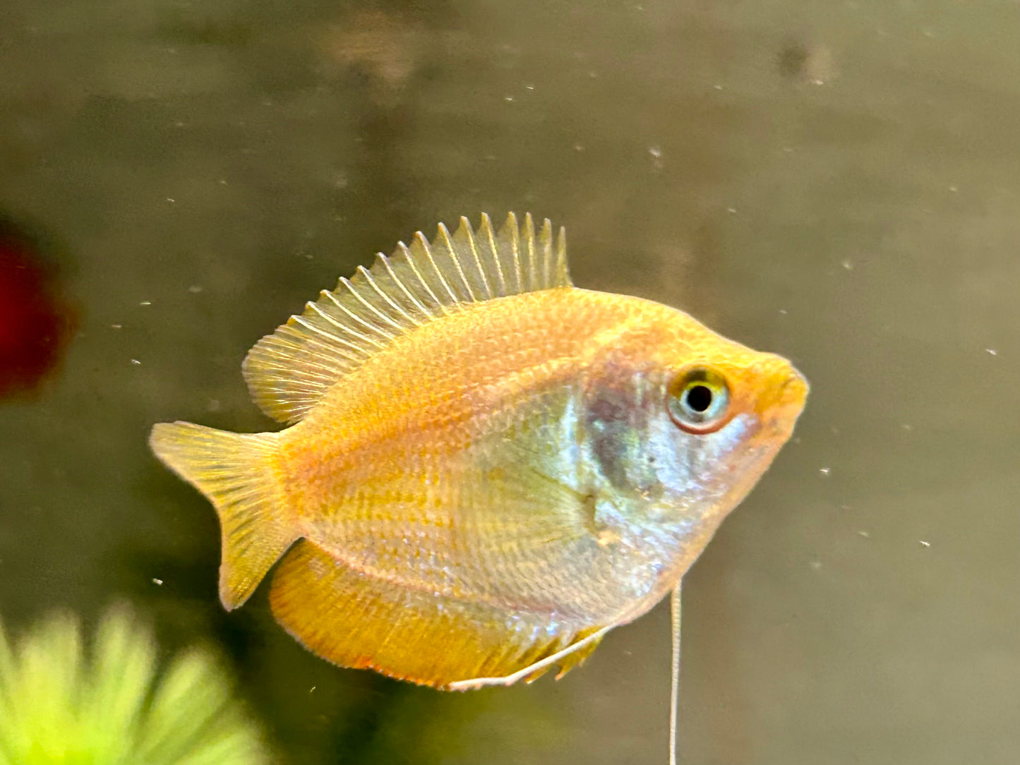 Zwergfadenfisch rot Colisa lalia