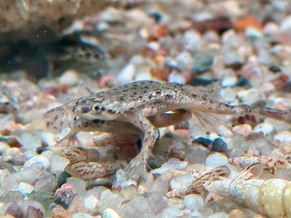 Zwergkrallenfrosch Hymenochirus boettgeri 2-3 cm