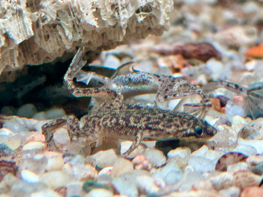Zwergkrallenfrosch Hymenochirus boettgeri 2-3 cm