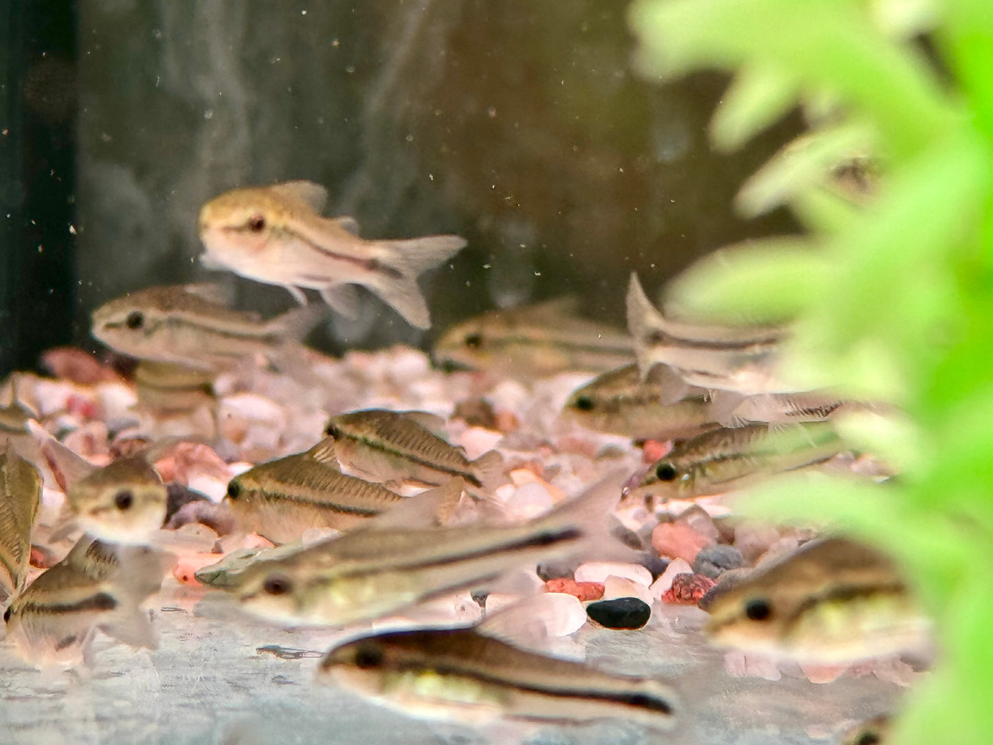 Zwergpanzerwels Corydoras pygmeus