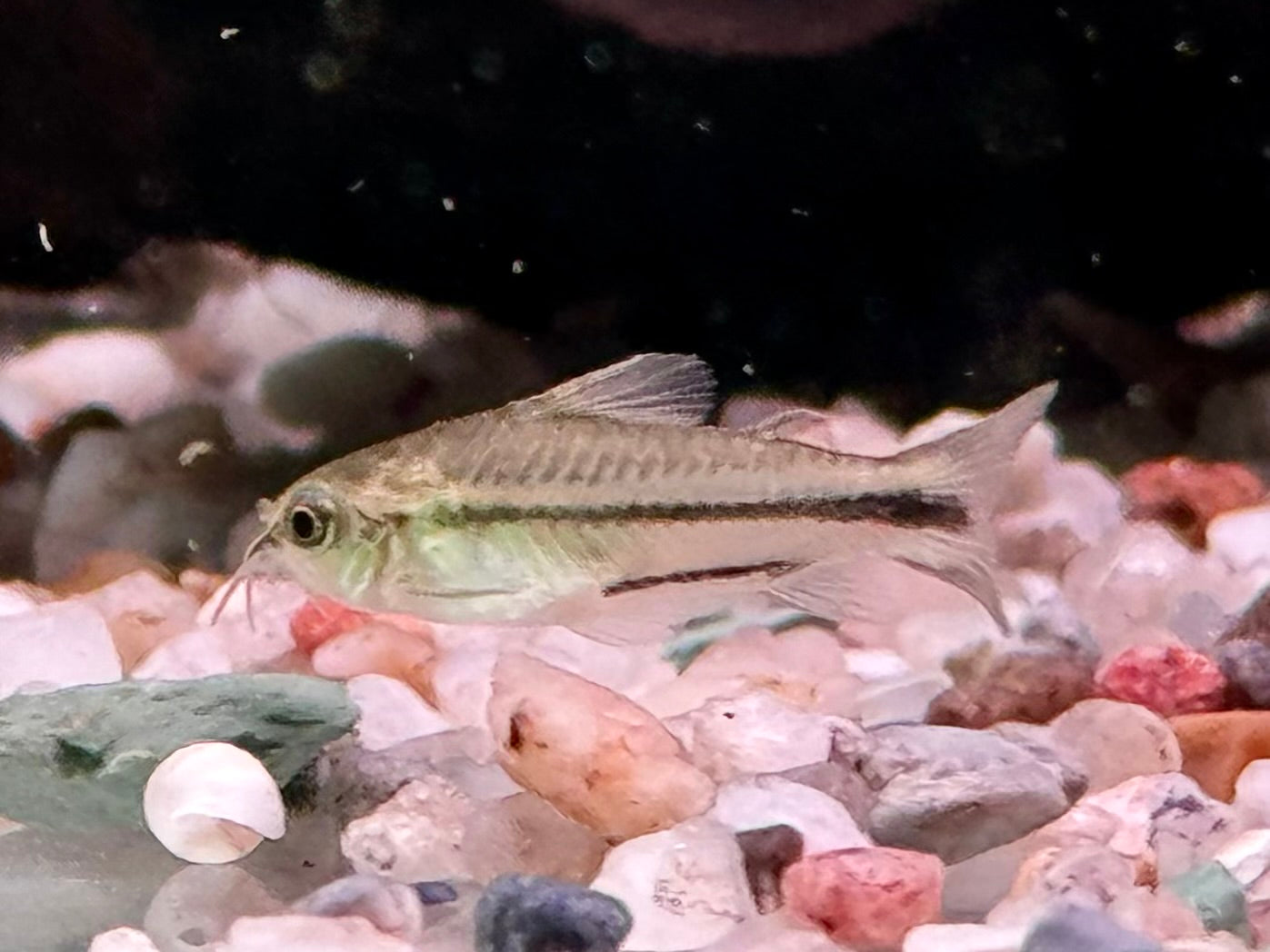 Zwergpanzerwels Corydoras pygmeus