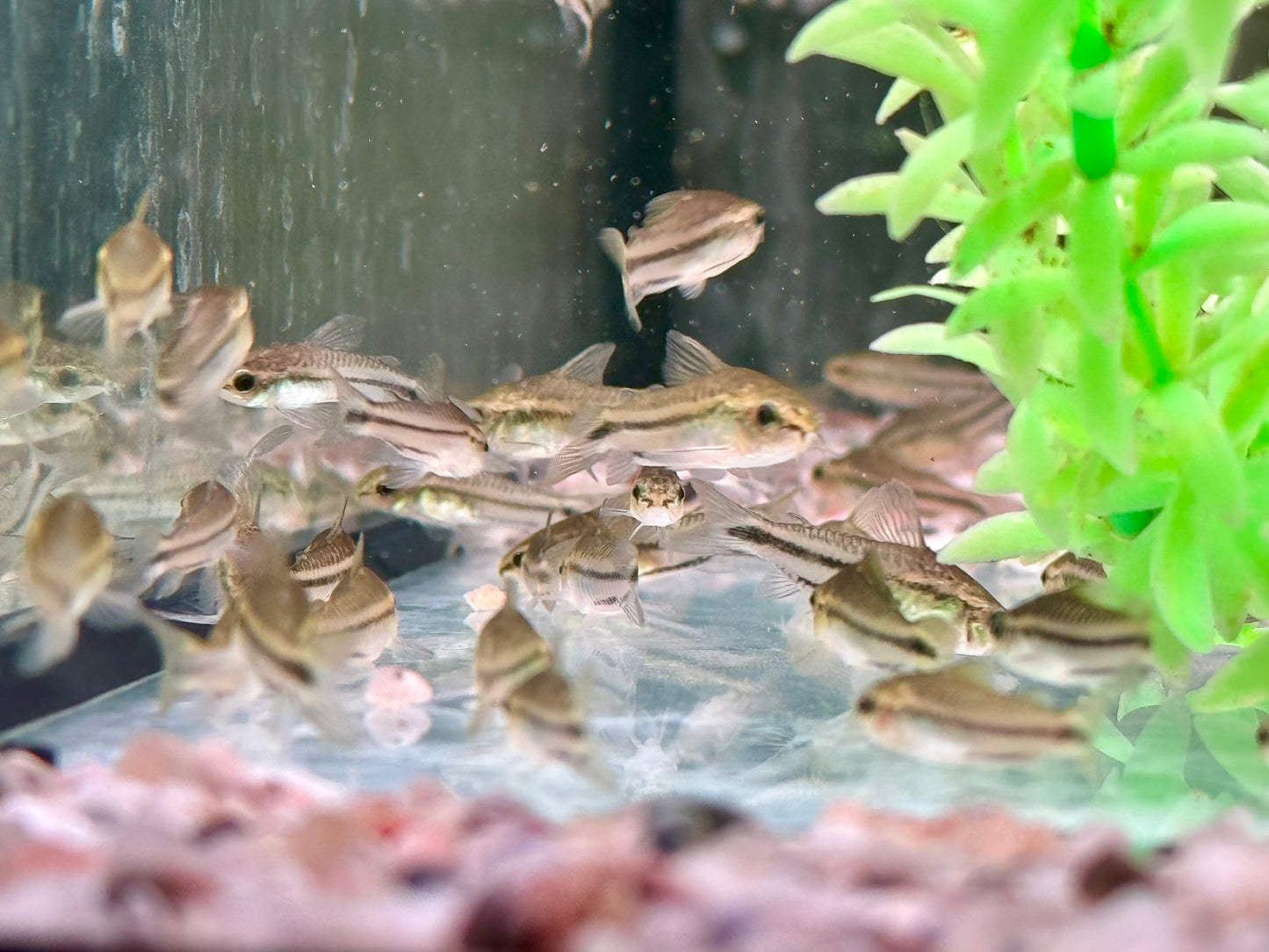 Zwergpanzerwels Corydoras pygmeus