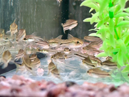 Zwergpanzerwels Corydoras pygmeus
