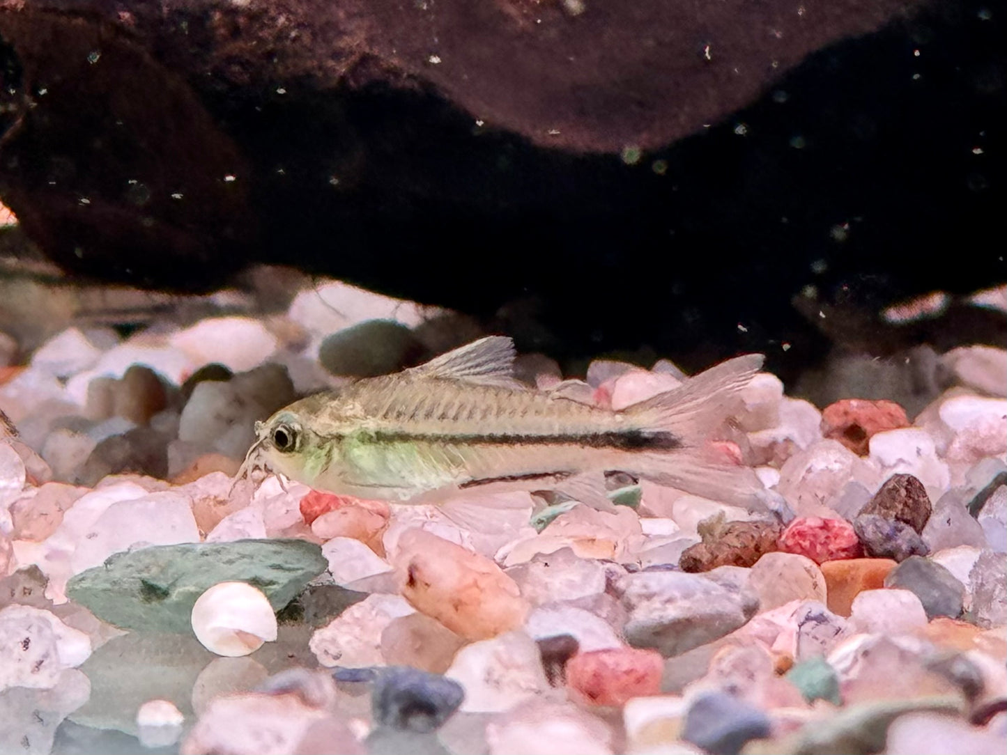 Zwergpanzerwels Corydoras pygmeus