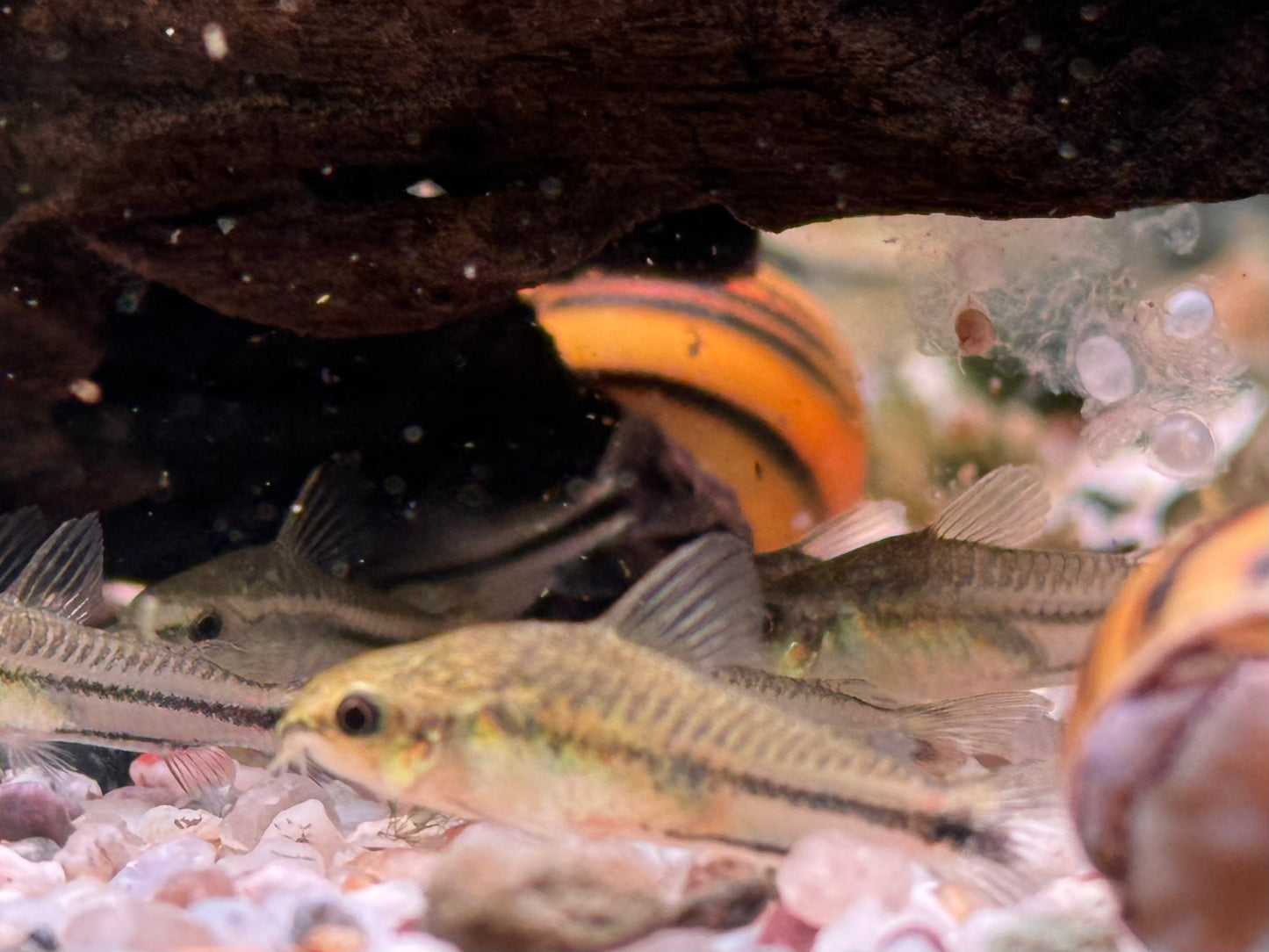 Zwergpanzerwels Corydoras pygmeus