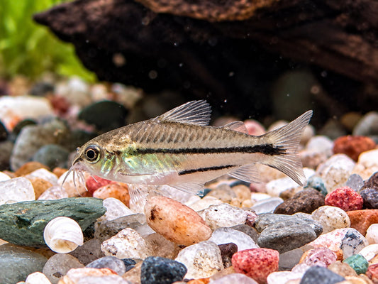 Zwergpanzerwels Corydoras pygmeus