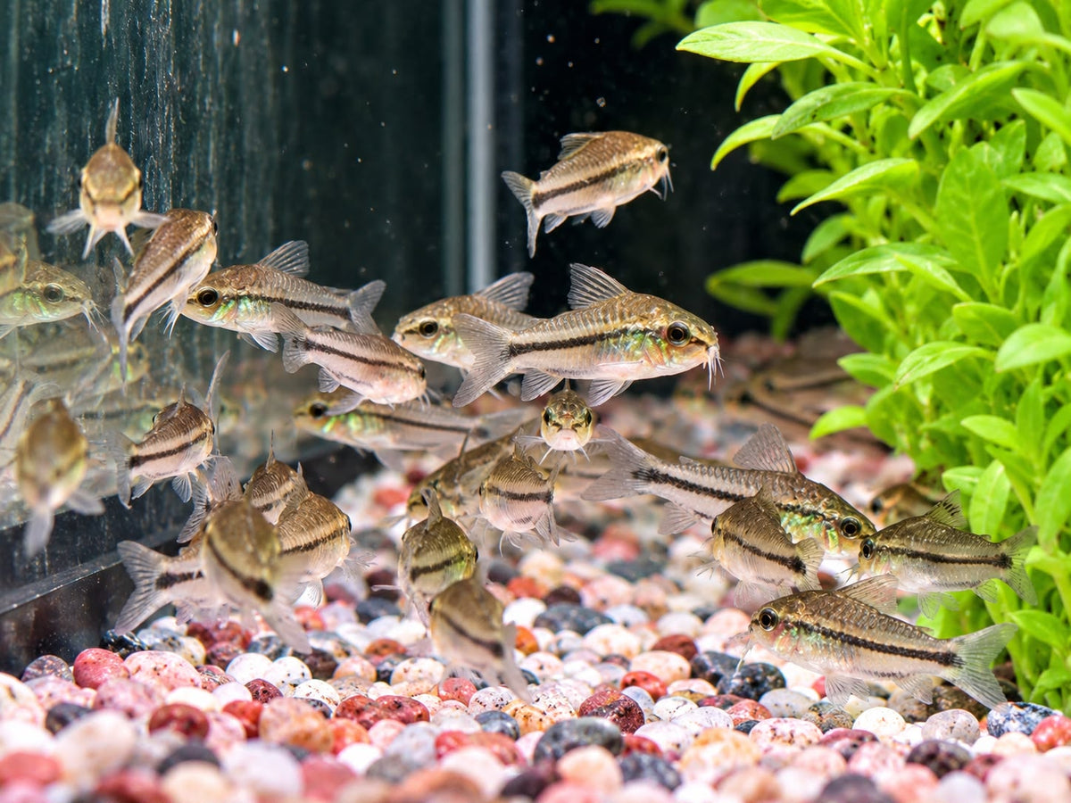 Zwergpanzerwels Corydoras pygmaeus – Nachzucht kaufen