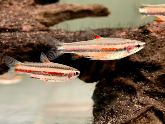 Zwergziersalmler Nannostomus marginatus