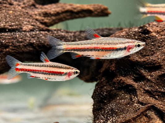 Zwergziersalmler Nannostomus marginatus