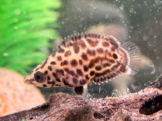 Leopard Buschfisch Ctenopoma acutirostre