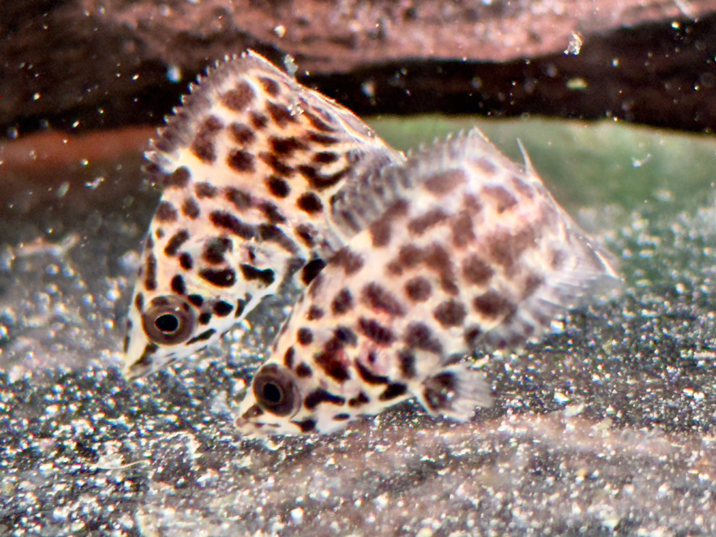 Leopard Buschfisch Ctenopoma acutirostre