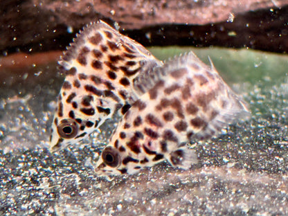 Leopard Buschfisch Ctenopoma acutirostre