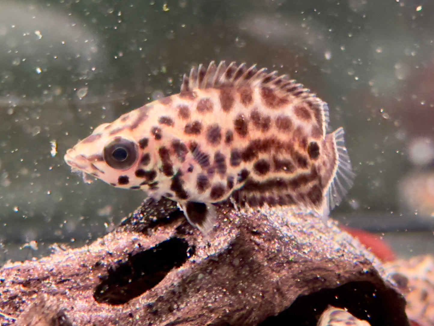 Leopard Buschfisch Ctenopoma acutirostre