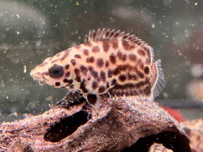 Leopard Buschfisch Ctenopoma acutirostre